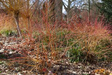 Hartriegel 
Annys Winter Orange (Cornus sanguinea) im Luisenpark Mannheim 