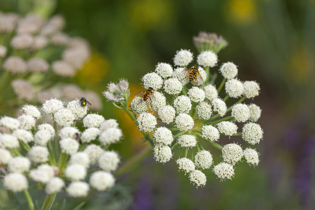 Bergfenchel (Seseli gummiferum) mit Schwebfliegen
