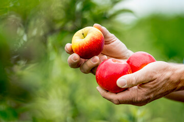 Die ersten pfel der Sorte "Deichperle" sind auf Wochenmrkten, in Hoflden und einigen Supermarkt-Filialen in Norddeutschland erhltlich