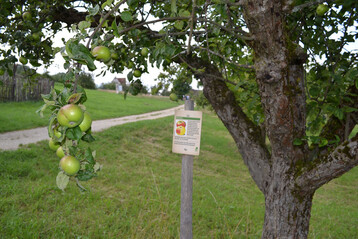 Neue Schilder kennzeichnen die alten Obstsorten im Freilichtmuseum Beuren