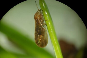 Pflaumenblattsauger-Weibchen (C. pruni) an Fichtennadelsaugend, Stylet ist versenkt