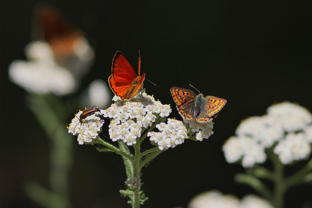 Dukaten-Feuerfalter (Lycaena virgaureae) und Brauner Feuerfalter (Lycaena tityrus)