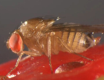 Kirschessigfliege