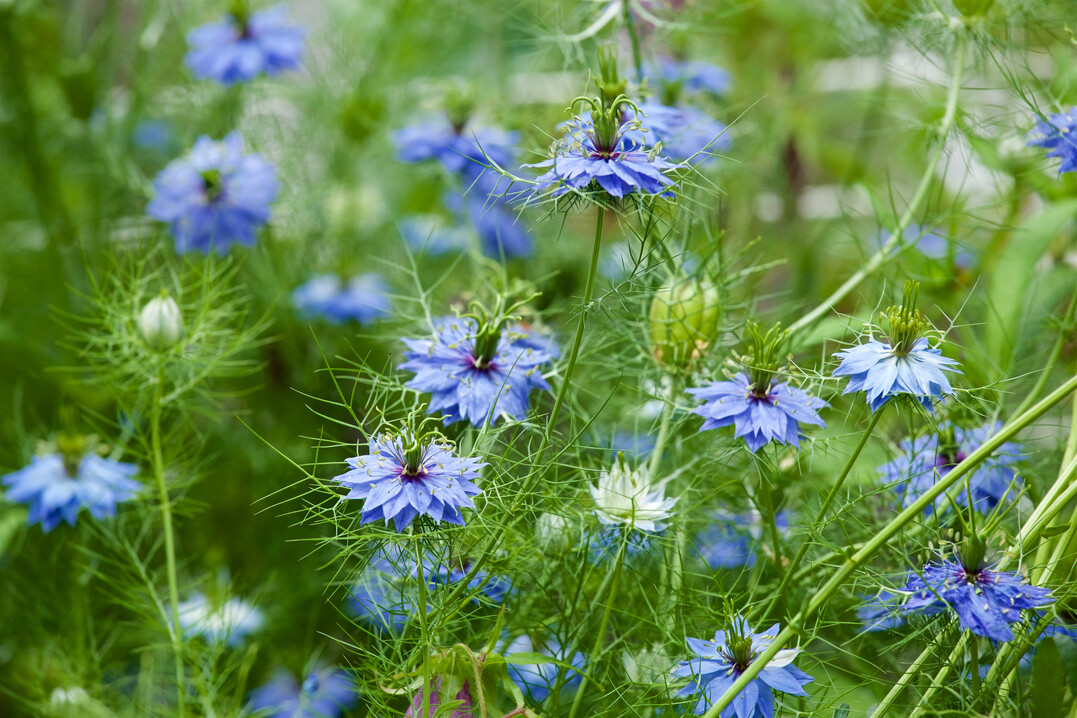 Seit dem Mittelalter ist die Jungfer im Grünen eine bewährte Bauerngartenblume.