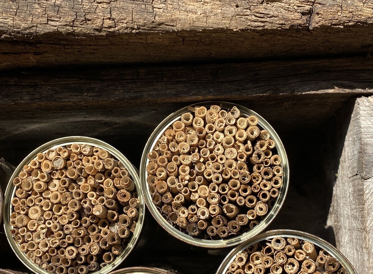 Mauerbienen an selbst gebauten Nisthilfen Obst & Garten