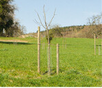 Naturgemäß formierte Krone eines Hochstammes der Sorte "Topaz" (2. Standjahr)