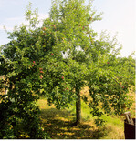 Florina zeigt sich sehr wuchsstark und bildet eine gleichmäßige Krone