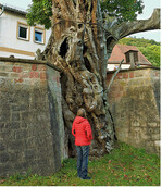 Respekt vor der Natur: Eine Fachwartin vor der mächtigen, 400 Jahre alten Dicken Keschde" in Dannenfels