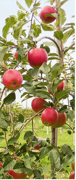 Die attraktiven scharlachroten Früchte überzeugen im Geschmack