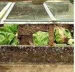 Trockenschäden an Zuckerhut im Frühbeet nach Frost. Gefrorener Boden, strahlungsreiche Tage und Ostwinde können Trockenschäden verstärken. Bei gefrorenem Boden die Verdunstung an den Pflanzen durch Schattierung möglichst gering gehalten.