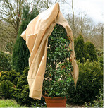 Eine Schattierung aus Vlies oder anderen luftdurchlässigen Materialien schützt empfindliche Immergrüne vor zu viel Wintersonne.