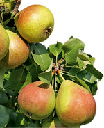 Die Birnen eignen sich gut zum Dörren