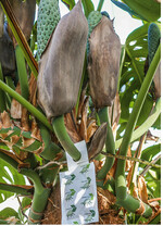 Raubmilben werden in Tütchen mit einem kleinen Loch geliefert, aus dem die nützlichen Tierchen herauskrabbeln können