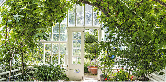 Im khlen, frostfreien Wintergarten ist nicht nur Platz fr Feige, Schmucklilie & Co., sondern auch der Wein wchst hier prchtig