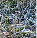 Den Rasen sollte man im Winter möglichst in Ruhe lassen. Besonders, wenn die obersten Bodenschichten aufgetaut sind, der Unterboden jedoch noch gefroren ist, können Strukturschäden entstehen.