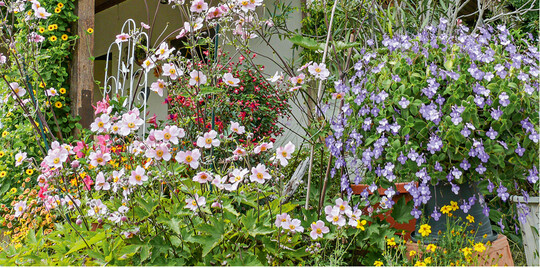 Ein schner Eingangsbereich, aufgehbscht mit vielen verschiedenen Sommerblumen