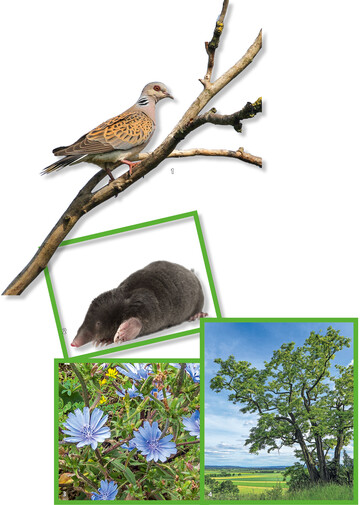 1 Vogel: Turteltaube | 2 Wildtier: Maulwurf | 3 Heilpflanze: Wegwarte | 4 Baum: Robinie | Wildbiene: Auen-Schenkelbiene | Insekt: Schwarzblauer lkfer | Fisch: Nase | Lurch: Zauneidechse | Hhlentier: Mauerassel | Einzeller: Dinoflagellat | Blume: Fieberklee | Staude: Rutenhirse | Orchidee: Breitblttriges Knabenkraut | Arzneipflanze: Echter Lavendel | Streuobstsorte BW: Gelbe Wadelbirne | Gemse: Gurke | Pilz: Gemeine Stinkmorchel | Moos: Schnes Federchenmoos | Flechte: Finger-Scharlachflechte | Flusslandschaft: Weie Elster | Pflanzengesellschaft: Borstgrasrasen | Boden: Wattboden | Waldgebiet: Ivenacker Eichen (Stand: 16. Dezember 2019)