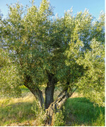 Olivenbäume können mehrere tausend Jahre alt werden