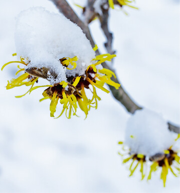 Unter Schnee berstehen die Blten der Zaubernuss auch starke Frste