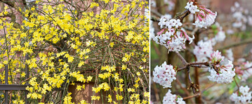  Winterjasmin (l.) eignet sich gut zur Begrnung von Mauern und Garteneingngen; rechts: Winterschneeball 