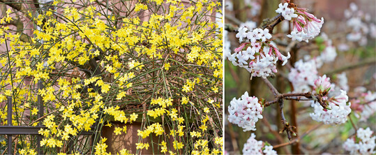  Winterjasmin (l.) eignet sich gut zur Begrnung von Mauern und Garteneingngen; rechts: Winterschneeball 