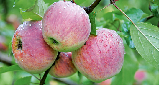 Die roten Frchte der Sorte ‘Purpurroter Zwiebelapfel’ wurden frher als Weihnachtsschmuck verwendet