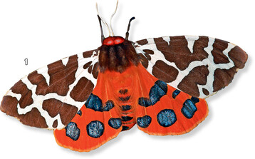 1 Schmetterling: Brauner Br 