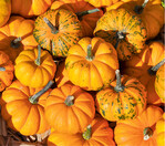 Orangengroße Speisekürbisse sind beliebt