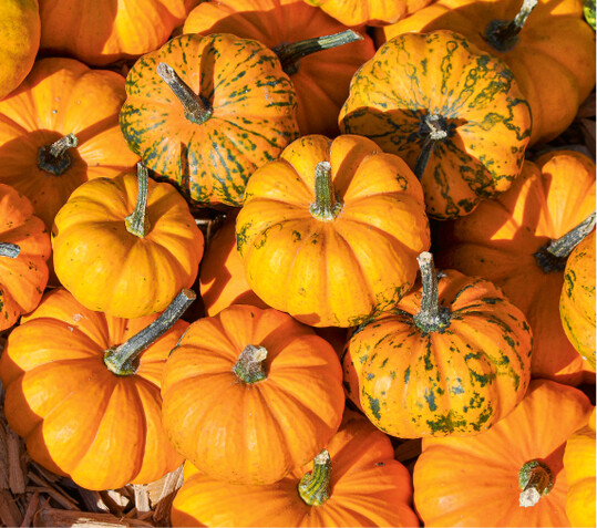 Orangengroße Speisekürbisse sind beliebt