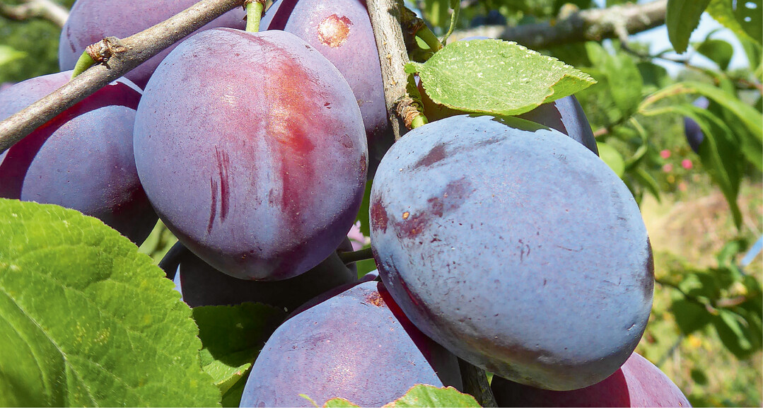 Die Früchte der Ersinger Frühzwetschge reifen stark folgernd ab Mitte Juli