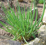 Winterheckzwiebeln lieben vollsonnige, nicht zu feuchte Standorte