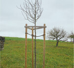 Drei Pfosten geben einem Baum von allen Seiten Halt und sind bei verpflanzten Bäumen mit Krone dringend erforderlich. Wird die Wiese beweidet, hält ein Drahtgeflecht um den Rahmen die Tiere fern. Die Baumscheibe freizuhalten ist dadurch zwar erschwert, aber auch Mulchgeräte können dem Baum nichts anhaben.