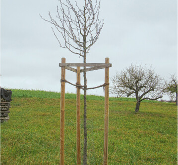  Drei Pfosten geben einem Baum von allen Seiten Halt und sind bei verpflanzten Bumen mit Krone dringend erforderlich. Wird die Wiese beweidet, hlt ein Drahtgeflecht um den Rahmen die Tiere fern. Die Baumscheibe freizuhalten ist dadurch zwar erschwert, aber auch Mulchgerte knnen dem Baum nichts anhaben. 
