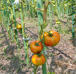 Ende Juli 2021 waren bereits viele Tomatenbestände im Freiland stark von der Kraut- und Braunfäule befallen. Verantwortlich hierfür waren hohe Niederschläge. Nur robuste und widerstandsfähige Sorten konnten im Hochsommer noch beerntet werden. Es gibt viele Sorten, die als widerstandsfähig gegen verschiedene Pilzkrank-heiten gelten. Im Internet sind die Sorten ganz gut beschrieben, einfach „Tomate Toleranz" in die Suchmaske eingeben.