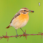 Hier eine kleine Auswahl der Naturobjekte des Jahres 2023: 1 Vogel des Jahres: Braunkehlchen