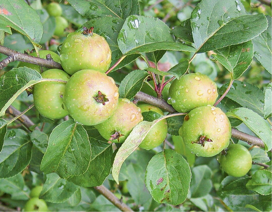 Echte Wildpfel wie dieser sind selten geworden