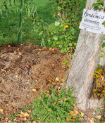 Wer in der Nähe eines Reiterhofs wohnt, hat sicher schon von der Möglichkeit einer kostenfreien Mitnahme von Pferdemist gehört. Um Rückstände von Arzneimitteln auszuschließen, sollten Sie natürlich nur den Mist von gesunden Tieren verwenden.