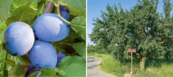Die Frchte der ‘Bhler Frhzwetschge’ reifen zwischen Juli und Mitte August