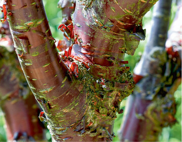 Auch einige Kirschen berzeugen durch ihre farbenfrohen Rinden. Am schnsten ist sicherlich die Rinde der Mahagoni-Kirsche ( <em>Prunus serrula </em>), einem oft mehrstmmigen kleinen Baum. Sie ist leuchtend mahagonifarben, glnzend und rollt sich dekorativ ab.