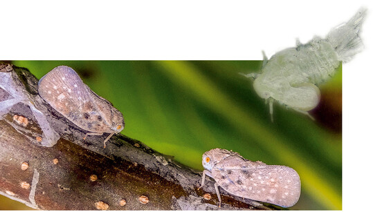 Rechts oben: Parasitierte Nymphe der Blulingszikade Unten: Blulingszikaden