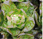 Die Sortenwahl bei Kopfsalat muss sich am Anbauzeitraum orientieren. Frühjahr- und Gewächshaussalate bilden meist im Sommer keinen ausreichenden Kopf. Umgekehrt sind Sommersorten robust gegen Schießen und stark in der Kopfbildung, aber zu langsam im Winterwachstum.