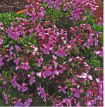 Aus den Stecklingen der Geranien <em>(Pelagonium) </em>wachsen bis zum Sommer blühfähige Pflanzen heran. Die Triebe überwinterter Balkonpflanzen werden um ein Drittel eingekürzt.