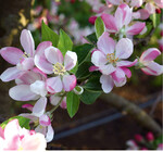 Im Zeitraum Mausohrstadium bis etwa Walnussgröße der Früchte sind Apfelbäume durch starke Ausstöße von Schorf-Askosporen befallsgefährdet