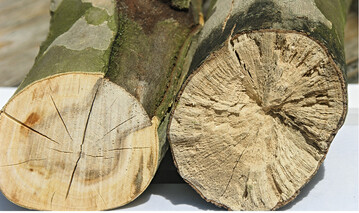 Links: Auf der Oberseite ist das Rindengewebe abgestorben, von dort wird das Holz nach unten hin zersetzt Rechts: Das schwarz durchzogene Holz ist durch Moderfule vermorscht (Bruchgefahr), der Astansatz ist durch Sporenablagerungen schwarz