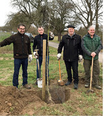 Der Öhringer Blutstreifling wurde fachgerecht geschnitten und dann mit vereinten Kräften eingepflanzt: (v.l.n.r.) Staatssekretär Baumann, Bürgermeister Huge, Dr. Peter Herz, Erwin Holzert.