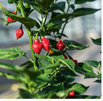 Ein Muss für alle, die gerne scharf würzen: Chilipflanzen liefern feurige Früchte und sehen zudem noch gut aus. Wer übrigens Chilis entschärfen möchte, kratzt die weißen Innenwände der Schoten und die Kerne heraus. Das Aroma bleibt erhalten.