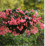 Zeigen sich die ersten Blätter, wird es Zeit, die Knollen einzeln zu topfen und etwas kühler und möglichst hell zu stellen. So entwickeln sich bis zum Auspflanzen im Mai kräftige Exemplare.