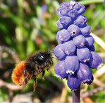 Die Gehörnte Mauerbiene als Generalist ist in ihrem Bestand noch nicht gefährdet