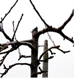 Grundsätzlich sind zu starke Schnitteingriffe bei stark wachsenden Bäume unbedingt zu vermeiden. Es sollten niemals mehr als 20 % der laubtragenden Äste herausgeschnitten werden. Sonst besteht die Gefahr, dass der Baum an Vitalität verliert, was man insgesamt aber schwer vorher sehen kann, weil die Bäume unterschiedlich reagieren können.