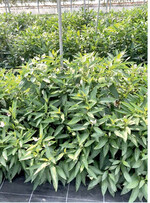 Birnenmelonen im Foliengewächshaus ausgepflanzt. Das Gerüst besteht aus Stützen und Schnüren. Ausgepflanzt sollten beide Arten (Birnenmelone und Andenbeere) ein Stützgerüst erhalten, um das Abbrechen von Trieben zu vermeiden. Das Gerüst kann ähnlich wie bei Himbeeren aussehen.